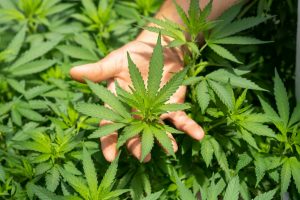 le cbd est-il dangereux pour la santé ? mythes et réalités