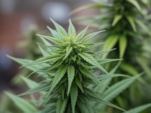 CBD et migraines : une solution naturelle pour soulager les maux de tête chroniques